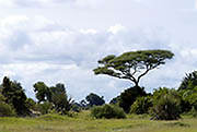  Okavango